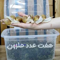 پک حلزون تراپی
