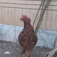 جوجه خروس