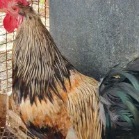 خروس و مرغ محلی گوشتی و تخمگذار