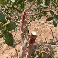 پیوند ضمانتی طاهری