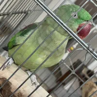 شاه طوطی