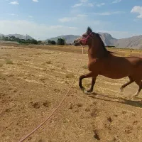 اسب