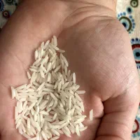 برنج دم‌سیاه اعیانی درجه1