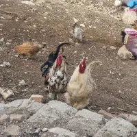 خروس