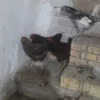 لاستیک دست دوم دوچرخه ۲۶ خووازم