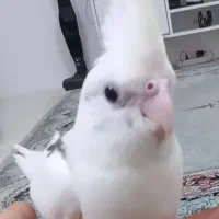 جفت عروس هلندی سخنگو دستی آلبینو جوان