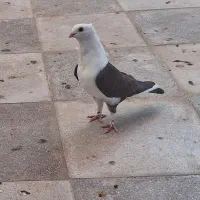 کبوتر ساتن