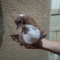جفت جوانه کلاغ سرخ معاوضه با کبوتر یا مرغ