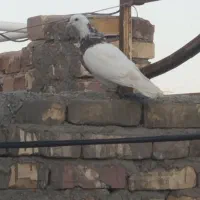 کفتر|پرنده|هامون, |دیوار