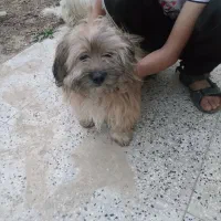 سگ خارجی حرف گوش کن شناسنامه دار