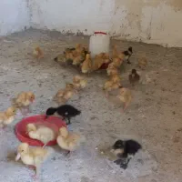 جوجه اردک ۱۲ روزه