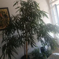 گیاه آمستر