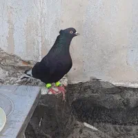 قره سینه
