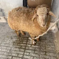 میش چاق گوسفند بره گوشت لذیذ زنده قصابی