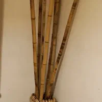 بامبو با گلدان