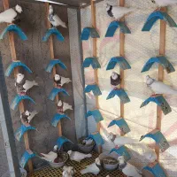 کفتر طوقی سرور مهر