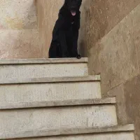 سگ ژرمن  و دوبرمن بلک