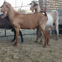 نر بز دو رگ