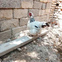 مرغ برهما