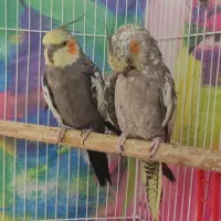 یک جفت عروس هلندی مست همراه با یک جوجه 4ماه سالم