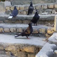 کفتر اصفونی
