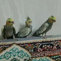 عروس هلندی 7عدد