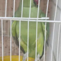 ملنگو ماده شرط مولد