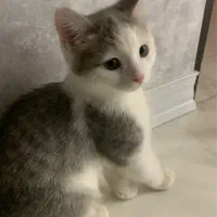 بچه گربه