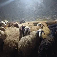 ۲۲ گوسفند و میش جوان اکثرا آبستن سنگین