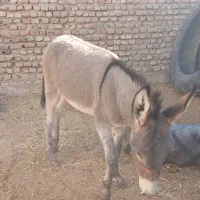 الاغ دوسال ماده گله ای و باری ۱۵