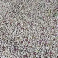 لوبیا چیتی درجه یک فروشی