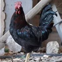 خروس گلین