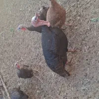 بوقلمون نر و ماده