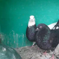 جفت‌ماده‌غریب‌گیری