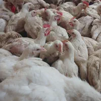 فروش مرغ گوشتی کاملا ارگانیک