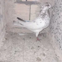 کفتر گرفتنی