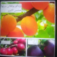 درخت میوه جور نهال