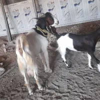 دو عدد بز نر و ماده  افغانی
