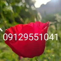 سیم کارت همراه اول