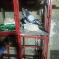 نروماده سبز گچی اصفهانی پر وبشن دار ماده شعمکی