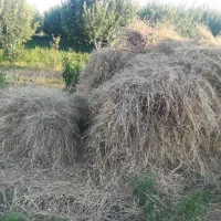علوفه