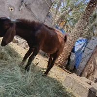 گوسفند.نری