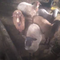 گوسفند بره ۷ماهه