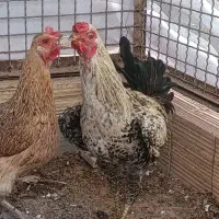 مرغ و خروس