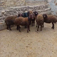 بره‌قوچ‌هترو