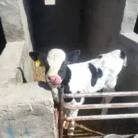 گوساله
