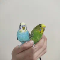 سه عدد مرغ عشق