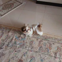 شیتزو سوپر فلت سایز ریز
