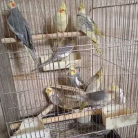 عروس هلندی