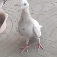 سار هفترنگ